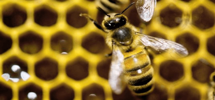 Les pesticides tueurs d’abeilles interdits en 2018… avec des dérogations